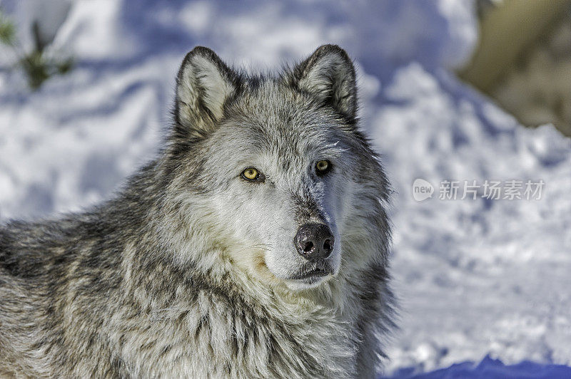 灰狼或灰狼(Canis lupus)是一种原产于北美荒野和偏远地区的犬科动物。